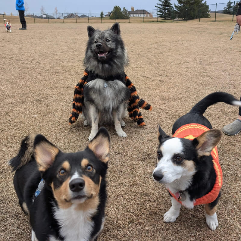 Halloween Party, Dog Park 2024