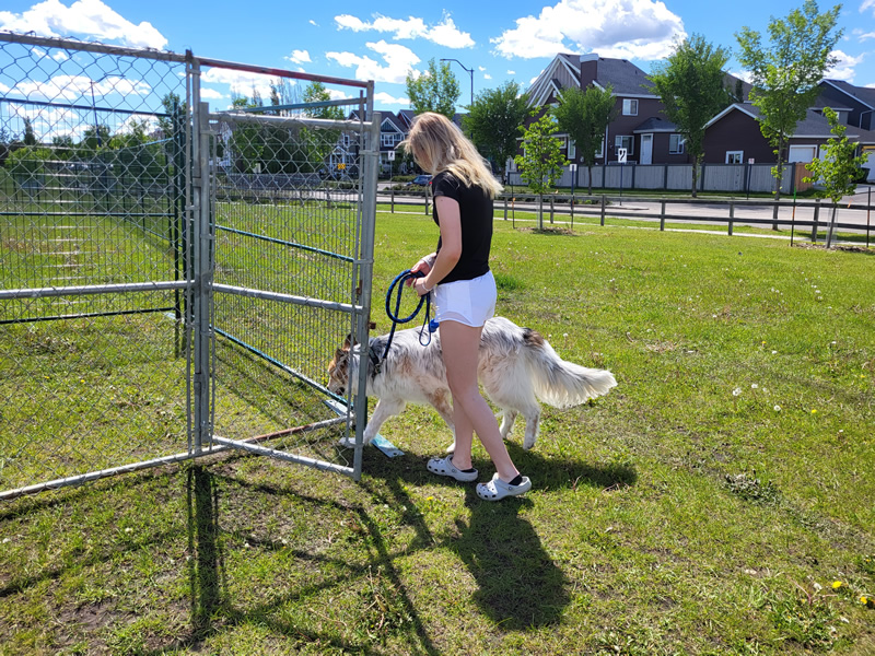 dog park, horizon